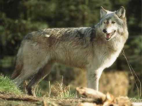 狈：传说的兽原型探秘（狼）