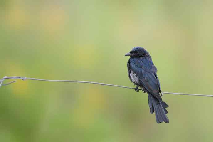 野鸭湖de黑卷尾