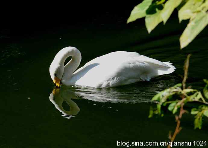 白天鹅.悠然自得(动物园)