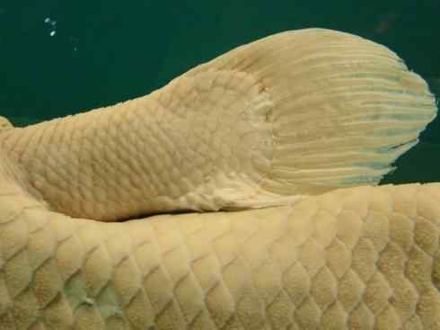 鱼类活化石：矛尾鱼