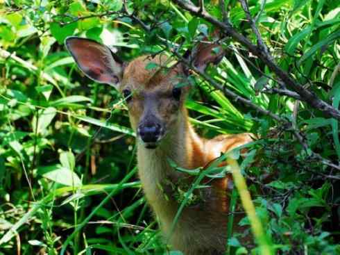 麒麟:传说的兽原型探秘(梅花鹿) 麒麟:传说的兽原型探秘(梅花鹿)