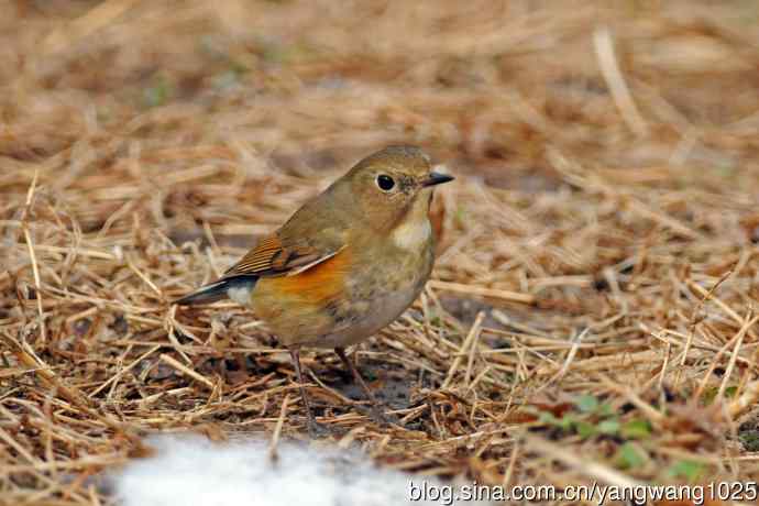北京天坛公园的鸟类——昨天好收获（雌性红胁蓝尾鸲）