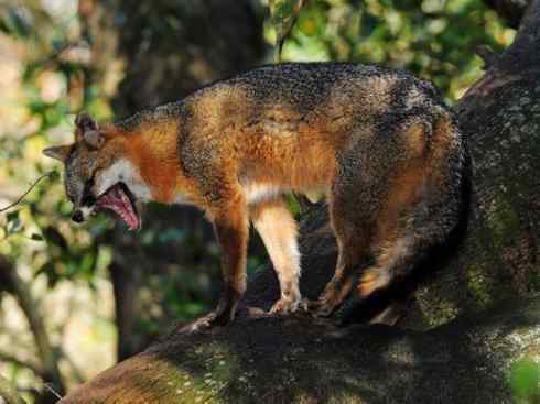 犬科：狐亚科灰狐属之灰狐、岛屿灰狐