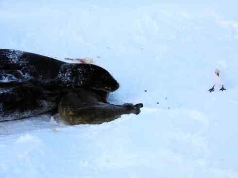 奇特的盔：白鞘嘴鸥