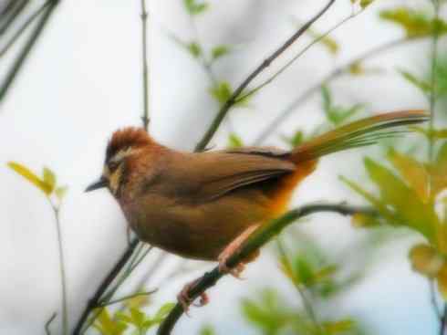 家禽驯化之源之十五 家禽驯化之源之十五