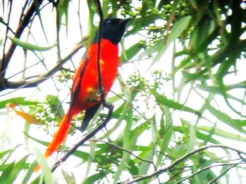 美丽无罪：雀鸟之山椒鸟