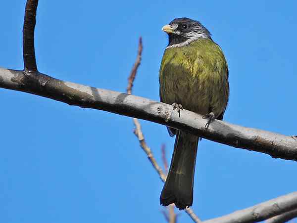 北京植物园赏鸟（一），领雀嘴鹎（组图）