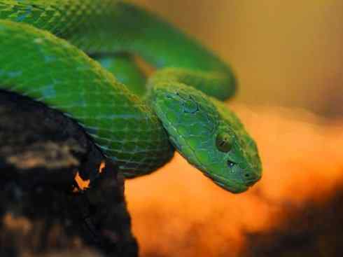 龙：传说的兽原型探秘（响尾蛇类）