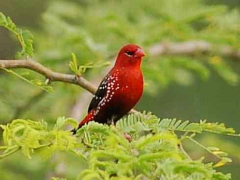 极品红色鸟类：红梅花雀