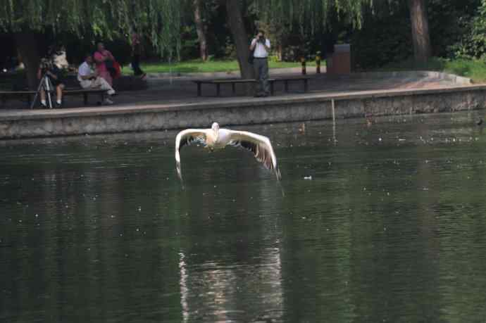 再拍大鹈鹕 wbr wbr4 再拍大鹈鹕 wbr wbr4