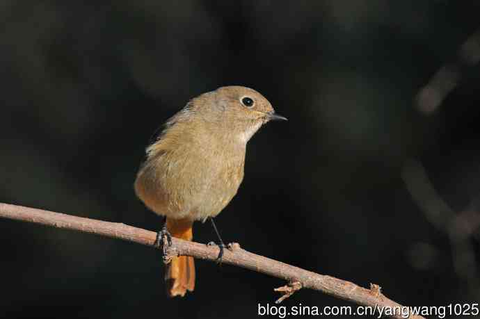 雌性北红尾鸲（3）