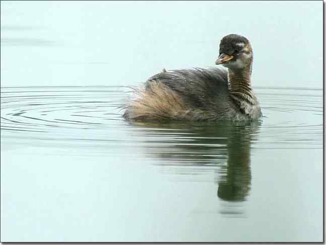奥体公园观赏小鸊鷉