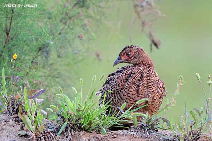 野鸭湖——雌雏环颈雉