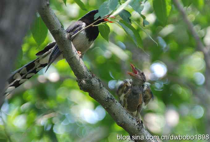 红嘴蓝鹊和它的宝宝