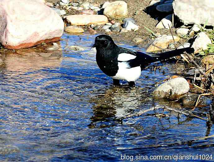 越洗越喜,一只可爱的小喜鹊
