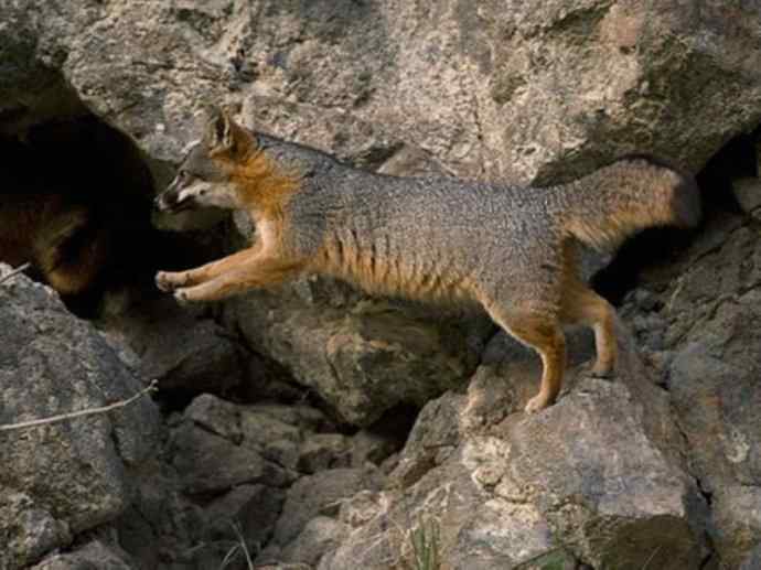 犬科：狐亚科灰狐属之灰狐、岛屿灰狐