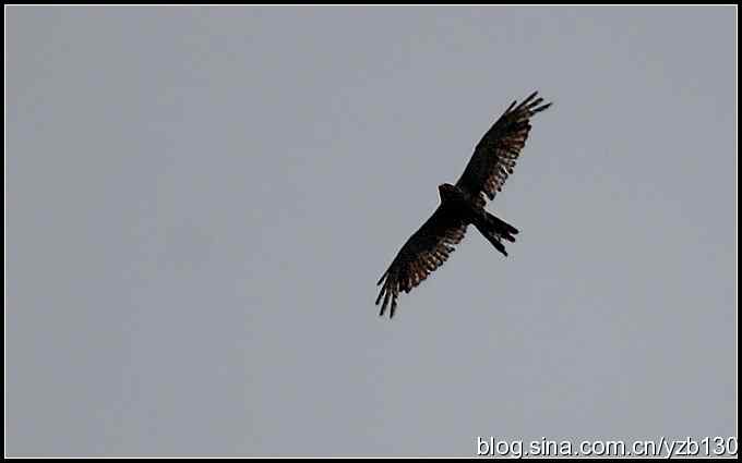 金海湖的鸟（6）鈥斺斀鸪崛傅龋ㄗ橥迹