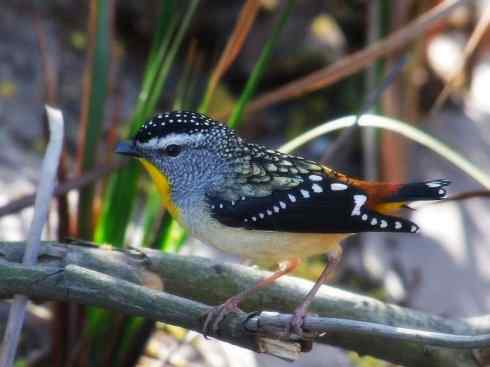 美丽无罪：雀鸟之欣赏