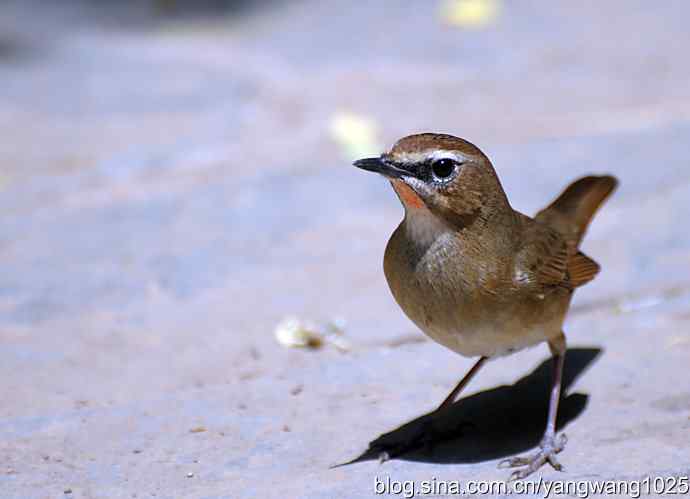红喉歌鸲（雌性）续1