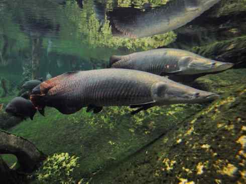 鱼类活化石：巨骨舌鱼