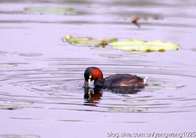 早餐 wbr鈥斺斝t捕鱼纪实 早餐 wbr鈥斺斝t捕鱼纪实