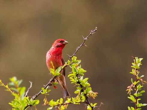 极品红色鸟类：酒红朱雀