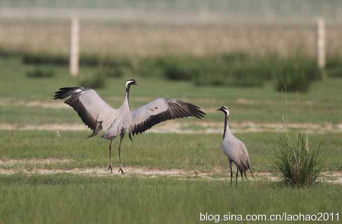 蓑羽鹤，好久不见