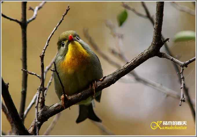 红嘴相思鸟【照片】