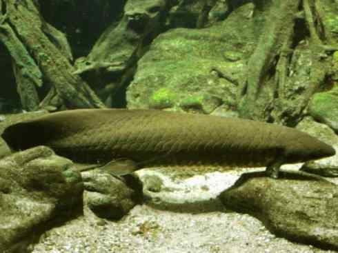 鱼类活化石:澳洲肺鱼 鱼类活化石:澳洲肺鱼