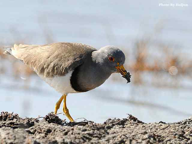 风乍起 wbr吹皱一湖碧水(观赏灰头麦鸡)