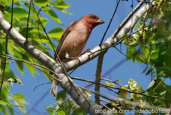 朱雀和北宫的鸟 朱雀和北宫的鸟