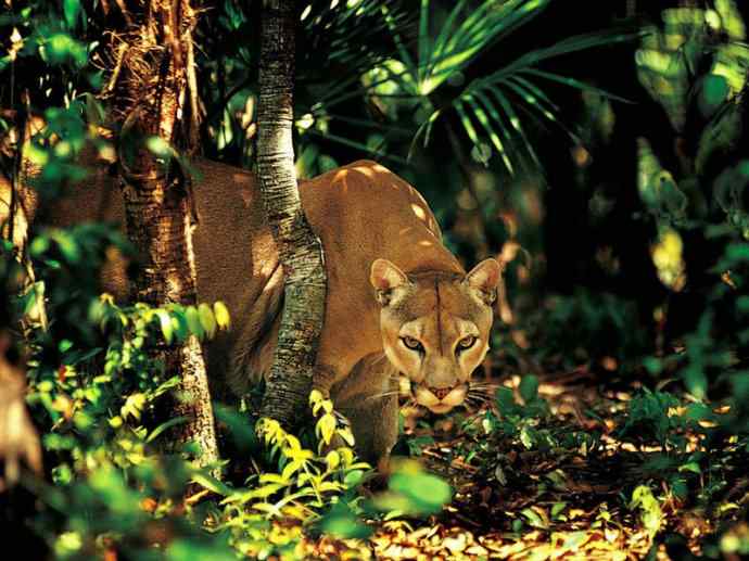 犬科：犬亚科小耳犬属的小耳犬