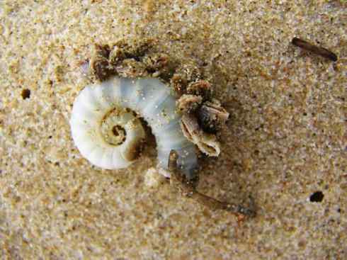 自然奇观:动物大迁徙(乌贼) 自然奇观:动物大迁徙(乌贼)