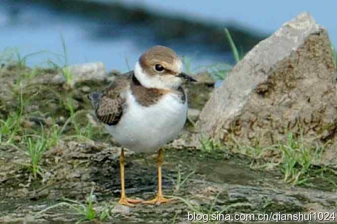 沙河水库.可爱小鸟环颈鸻