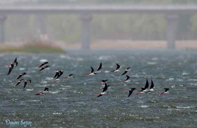 沙河生态版黑翅长脚鹬