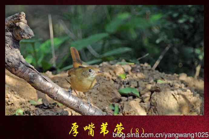 北京天坛公园的鸟类——厚嘴苇莺（8）