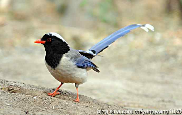 红嘴蓝鹊