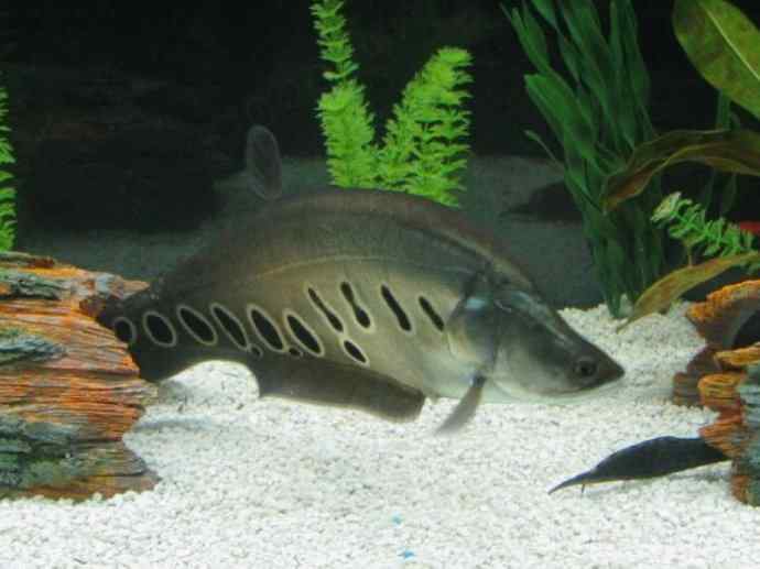 鱼类活化石：铠甲弓背鱼