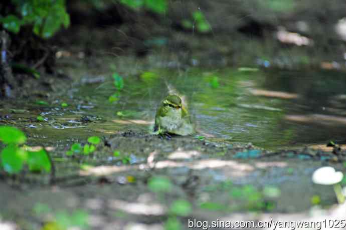 爽(洗浴的黄眉柳莺)3 爽(洗浴的黄眉柳莺)3