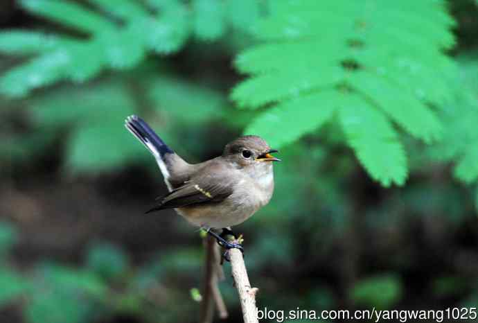 红喉姬鹟(8) 红喉姬鹟(8)