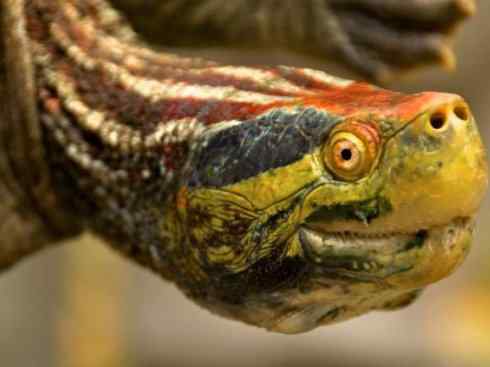 玄武:传说的兽原型探秘(潮龟) 玄武:传说的兽原型探秘(潮龟)