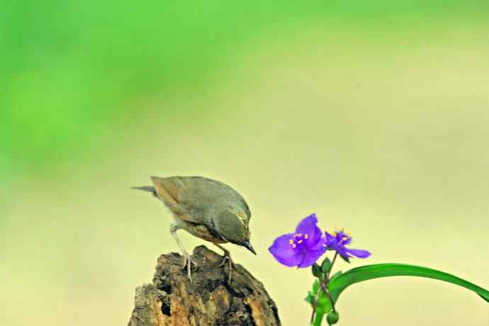 雌性蓝歌鸲与紫露草(1) 雌性蓝歌鸲与紫露草(1)
