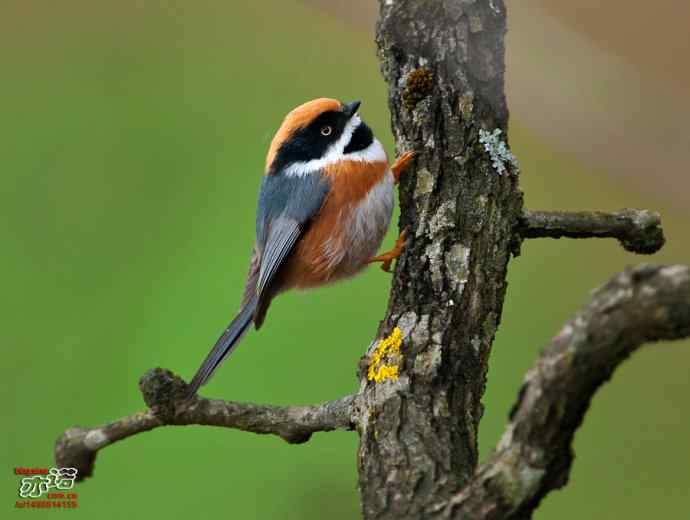 洋县的红头长尾山雀 洋县的红头长尾山雀