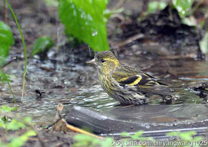 冲凉的小黄雀（2）