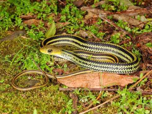 龙：传说的兽原型探秘（游蛇类）