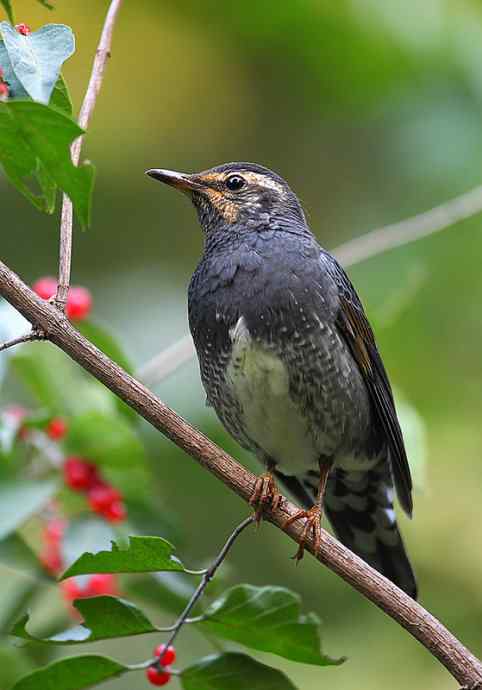 ［让梦想不再奢侈］（我眼中的白眉地鸫和灰背鸫）