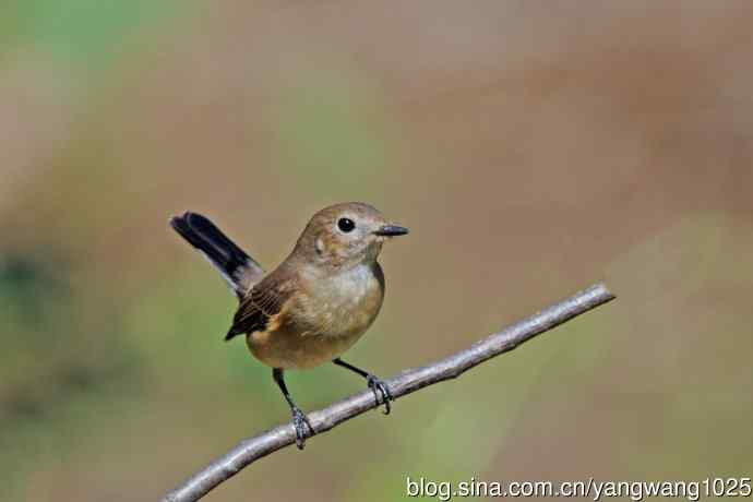 秋天的红喉姬鹟（7）