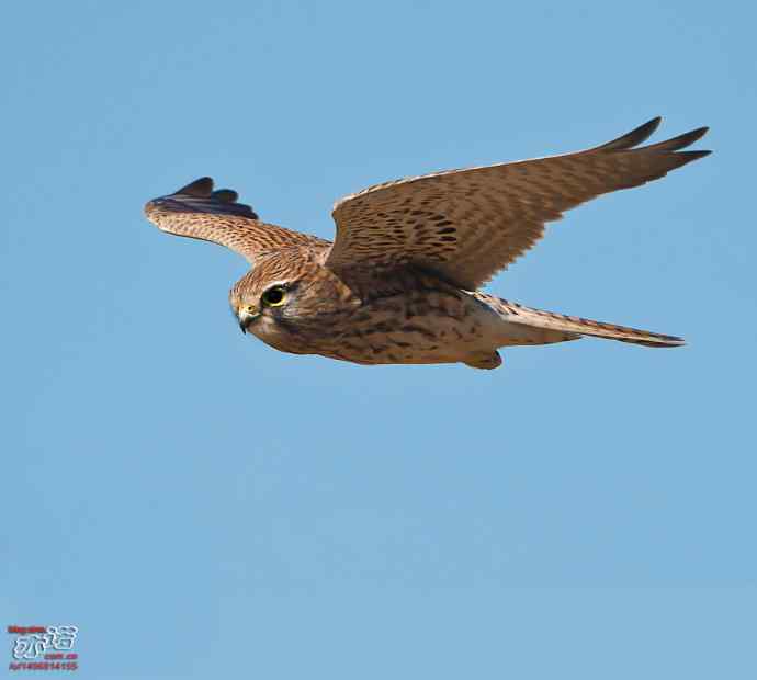 官厅水库&nbsp;wbr路&nbsp;wbr金秋十一猛