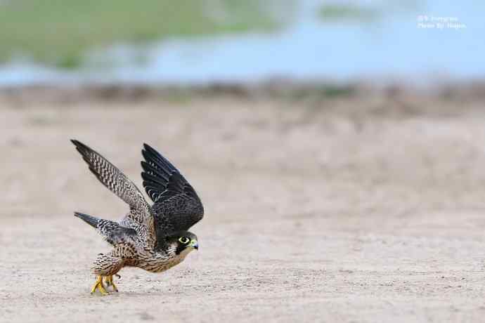 野鸭湖拍摄起飞版游隼