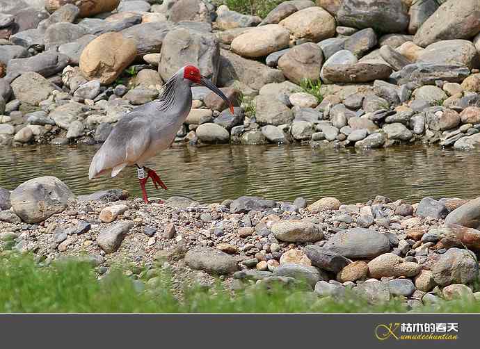 洋县拍鸟：珍禽鈥斨禧q